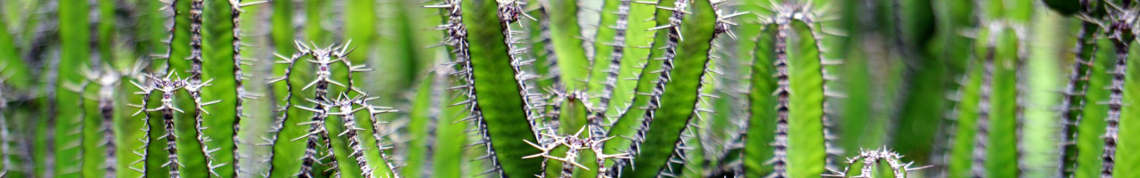 ¡Bienvenidos a Cactus Byte Studio!